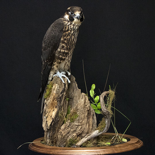 38Professional_taxidermy_mount_with_hawk_on_rock