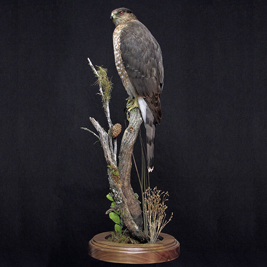 43Professional_taxidermy_mount_with_raptor