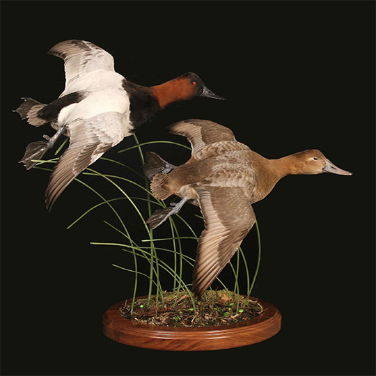 44Professional_taxidermy_mounts_with_ducks_taking_flight
