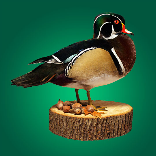 45Reversable-Basswood-Stump-Taxidermy-Base-Wood-Duck-Mount