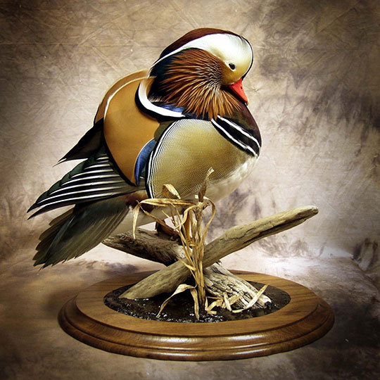 49Round-Taxidermy-Base-Walnut-Mandarin-Mount