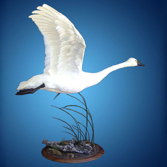 52Round-Taxidermy-Base-Walnut-Tundra-Swan-Mount