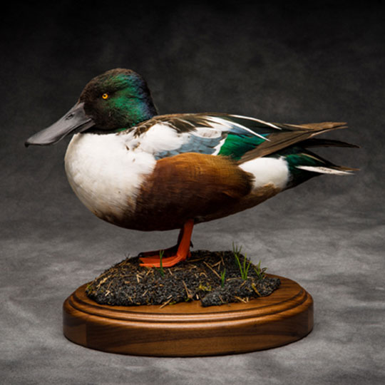 58Shoveler_duck_professional_taxidermy_mount_on_walnut_flat_oval_base