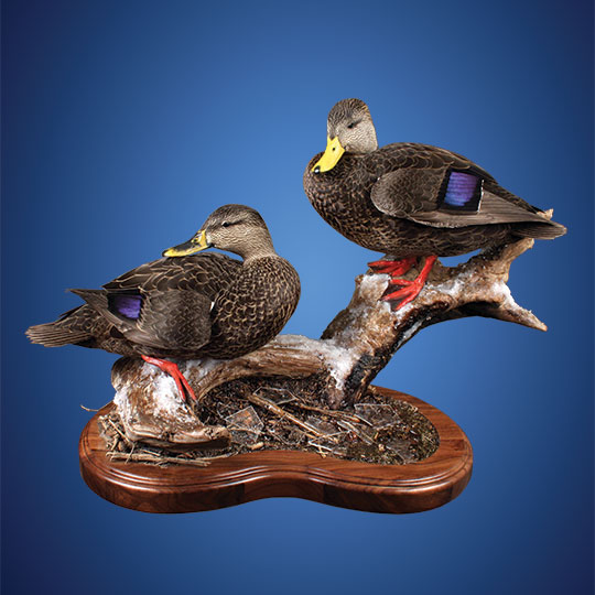 59Thick-Multi-Use-Walnut-Taxidermy-Base-Duck-Mount