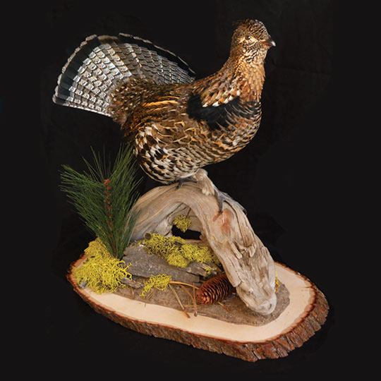 5Basswood-Country-Round-Natural-Taxidermy-Panel-Quail-Mount