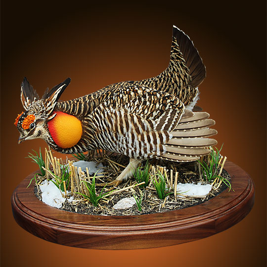 62Thick-Oval-Walnut-Taxidermy-Base-Prairie-Chicken-Mount