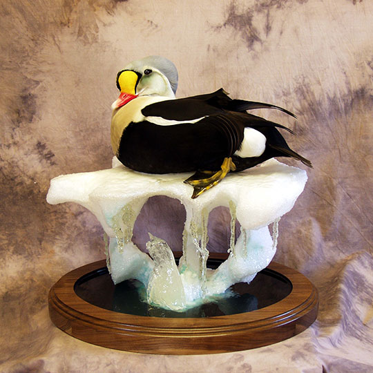 65Thick-Round-Walnut-Taxidermy-Base-Duck-Mount