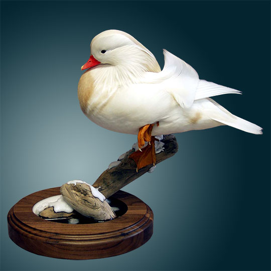 67Thick-Round-Walnut-Taxidermy-Base-White-Mandarin-Mount