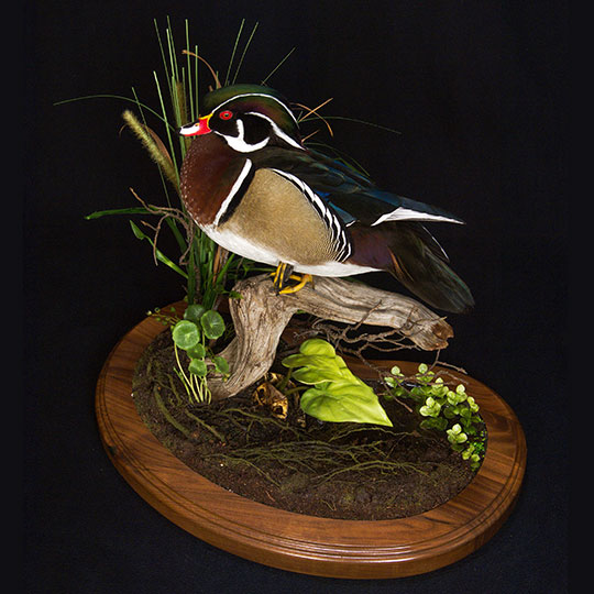 69Thick-Walnut-Multi-Use-Base-Wood-Duck-Mount