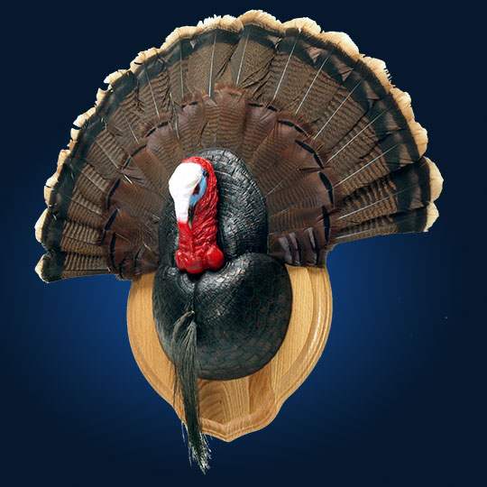 6Classic-Oak-Taxidermy-Plaque-Turkey-Mount