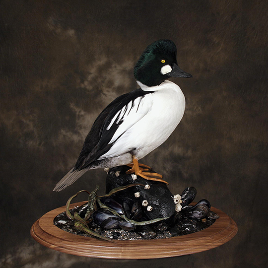 7Common-Goldeneye-Shane-Smith