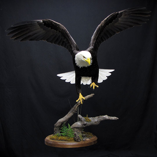 8Eagle_professional_taxidermy_mount