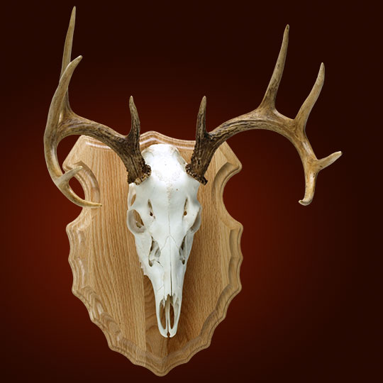 Arrowhead-Oak-Taxidermy-Plaque-Deer-Skull