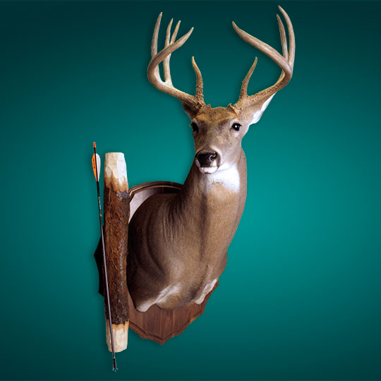 Arrowhead-Walnut-Taxidermy-Plaque-Deer-Mount