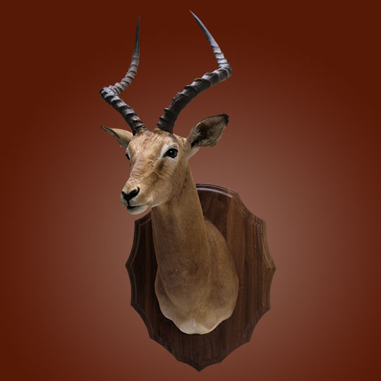 Arrowhead-Walnut-Taxidermy-Plaque-Impala-Mount