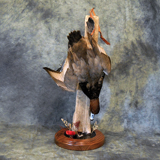 Bo-Nielsen-Flight-feather-Taxidermy-Duck-Mount