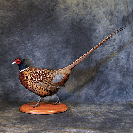 Bo-Nielsen-Flight-feather-Taxidermy-Pheasant-Mount