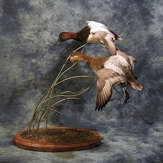 Bo-Nielsen-Flight-feather-Taxidermy-flying-ducks-mount