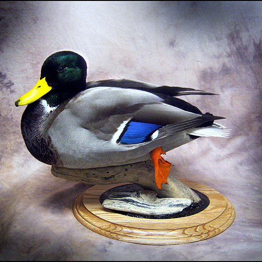 Brian-Stahl-duck-mount