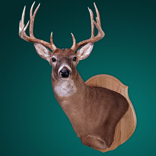 Classic-Oak-Taxidermy-Plaque-Whitetail-Mount