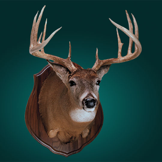 Classic-Walnut-Taxidermy-Plaque-Deer-Mount