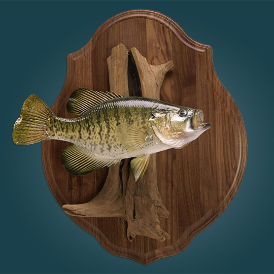 Classic-Walnut-Taxidermy-Plaque-Fish-Mount