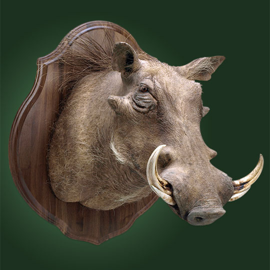 Classic-Walnut-Taxidermy-Plaque-Warthog-Mount