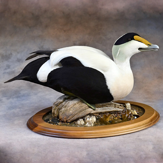 Common_Eider__Mount_by_Todd_Huffman–Birdman_Studios__Walnut_Oval_Base-web