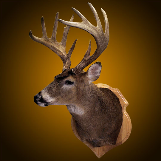 Crest-Oak-Taxidermy-Plaque-Deer-Mount