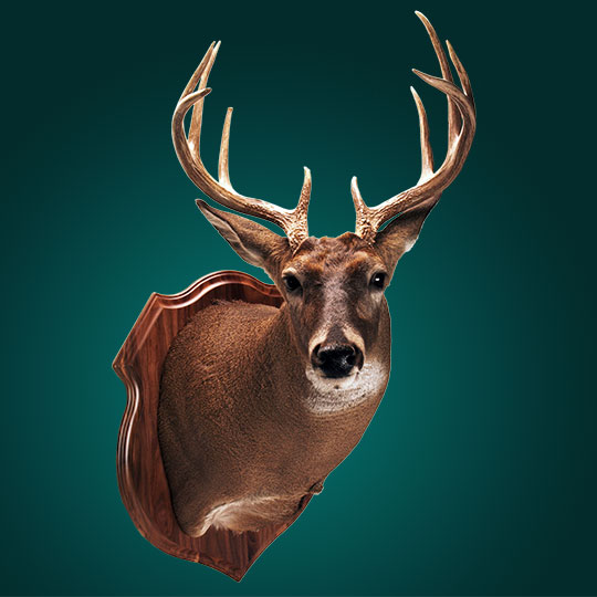 Crest-Walnut-Taxidermy-Plaque-Deer-Mount