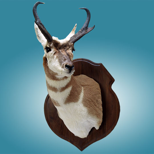 Crest-Walnut-Taxidermy-Plaque-Pronghorn-Mount