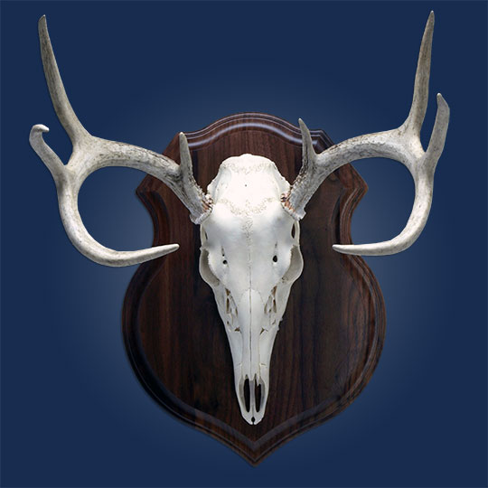 Crest-Walnut-Taxidermy-Plaque-Skull-Mount