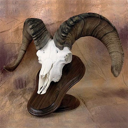 Deluxe_Walnut_Euro_Skull_Display_Taxidermy_Dahl_Sheep_mount