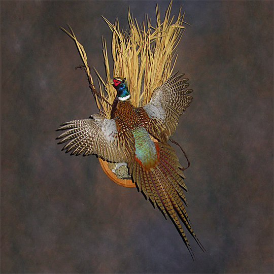 Eugene-pheasant-Mount