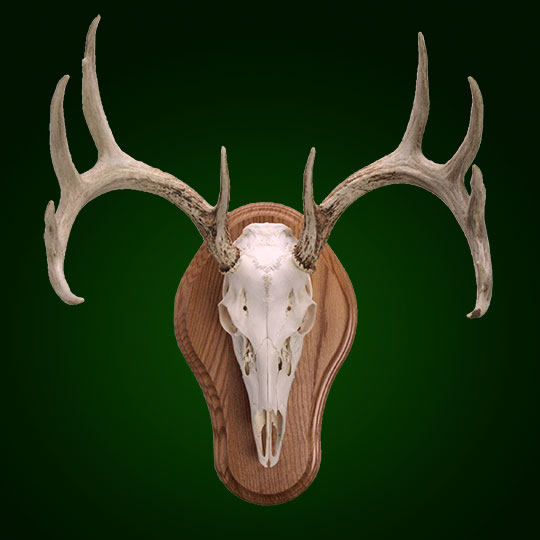 Euro-Taxidermy-Skull-Plaque-Antler-Mount