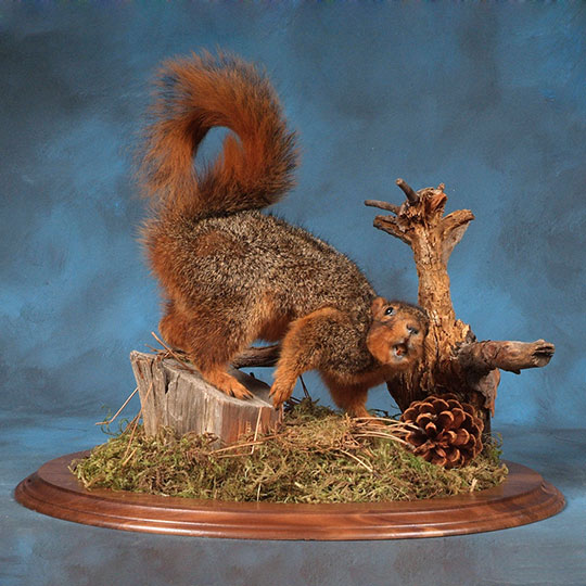 Fox-Squirrel-Mike-Briganti