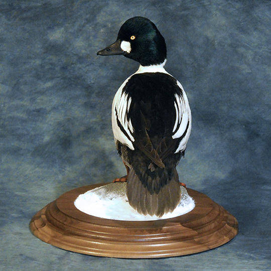 Goldeneye-Walnut-Two-Tier-Round-Base