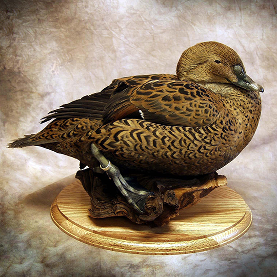 Hen-professional-taxidermy-mount-on-walnut-round-base