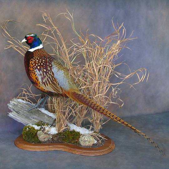 Multi-Use-Taxidermy-Base-Walnut-Pheasant-Mount