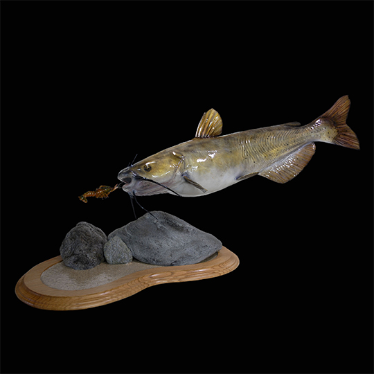 Oak-Multi-Use-Base-Taxidermy-Fish-Mount