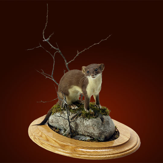 Oval-Taxidermy-Base-Oak-Weasel-Mount