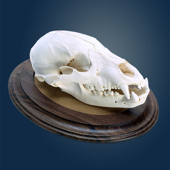 Oval-Taxidermy-Base-Walnut-Bear-Skull-Mount