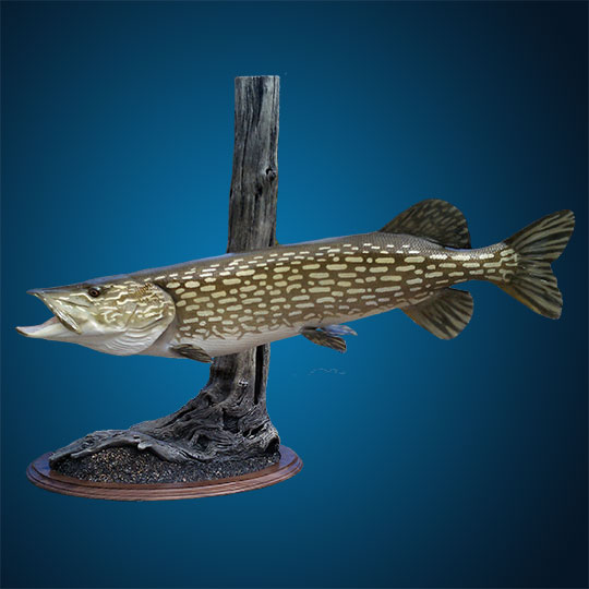 Oval-Taxidermy-Base-Walnut-Pike-Mount