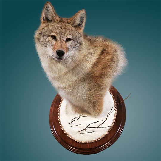 Oval-Taxidermy-Base-Walnut-Wolf-Mount