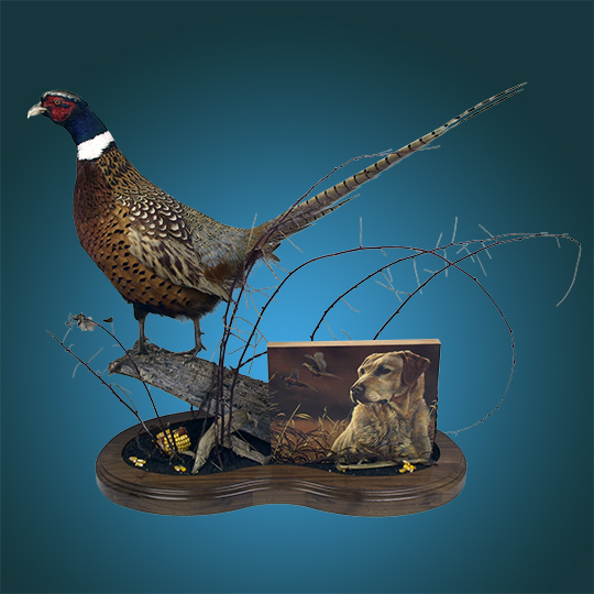 Personalized-Pheasant-Mount-_-Thick-Walnut-Multi-Use-Base-with-Yellow-Lab---Waterfall-Panel