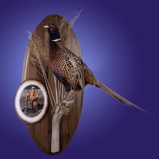 Pheasant-Taxidermy-Wall-Mount-with-Hunter-Wood-Photo-retouch