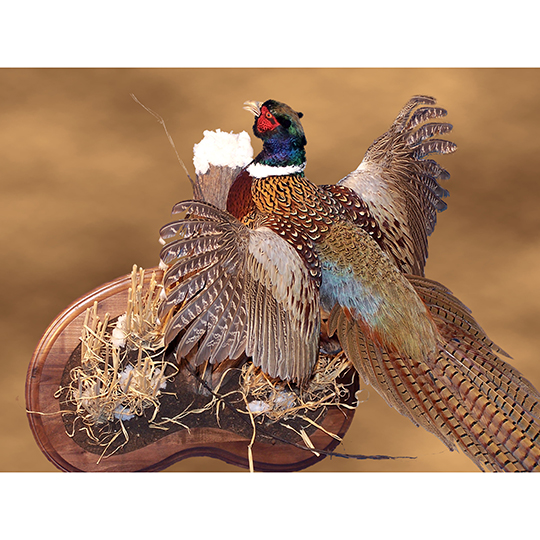 Pheasant_Stubble_3_Qtr_copy