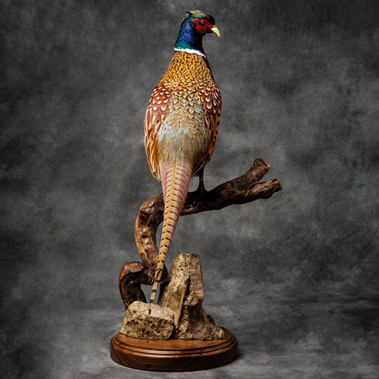 Professional-taxidermy-mount-pheasant-on-thick-walnut-flat-base