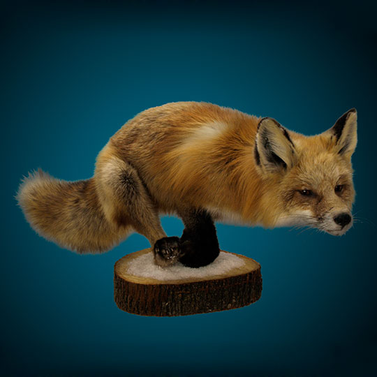 Reversible-Basswood-Taxidermy-Stump-Red-Fox-Mount