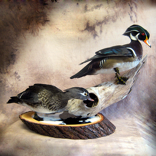 Reversible-Thick-Basswood-Country-Round-Base-Taxidermy-Wood-Duck-Mount